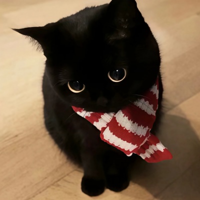 搞怪可爱小猫头像