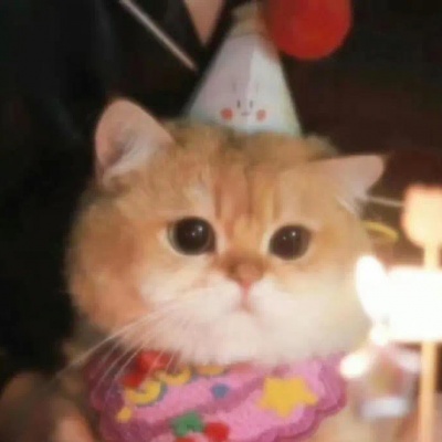 可爱猫咪修勾头像