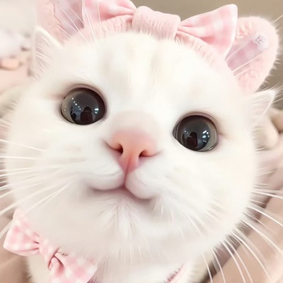 2026热门猫猫头像