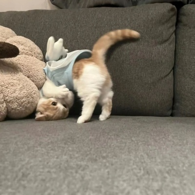 搞怪可爱小猫头像