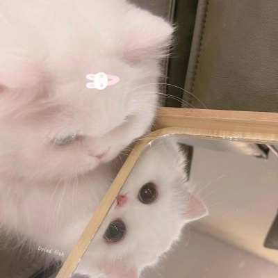 治愈系萌宠头像