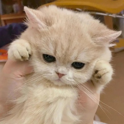 2026热门猫猫头像