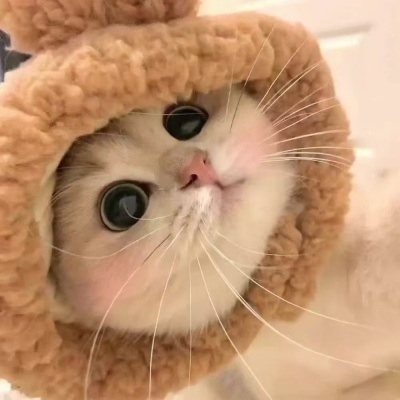 2026超萌萌宠头像