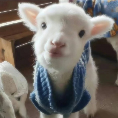 2026年适合做头像的萌宠图片