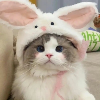 2026热门猫猫头像