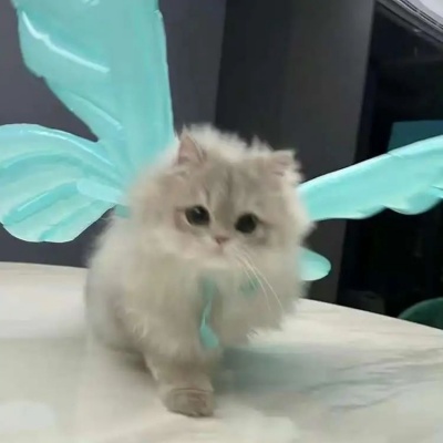 搞怪可爱小猫头像