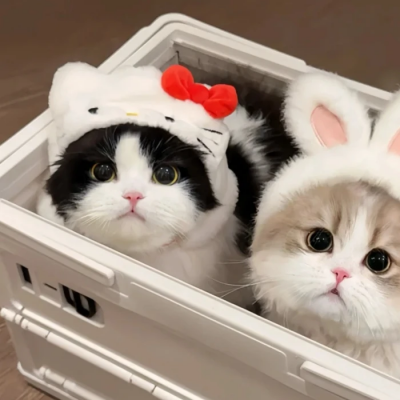 可爱玩偶萌宠情头