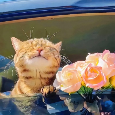 不撞款的小众静物头像