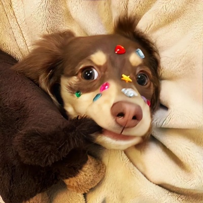 超萌猫猫狗狗头像