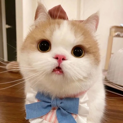 超萌猫猫狗狗头像