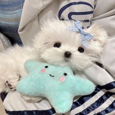 超萌猫猫狗狗头像