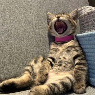 超可爱搞怪小猫头像