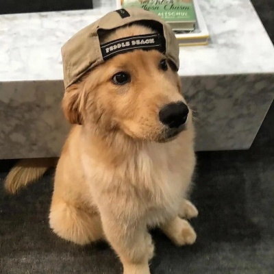 可爱猫咪修勾头像