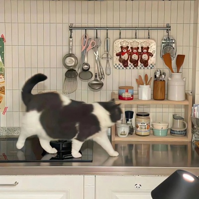 2026年适合做头像的萌宠图片