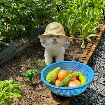 超萌猫猫狗狗头像