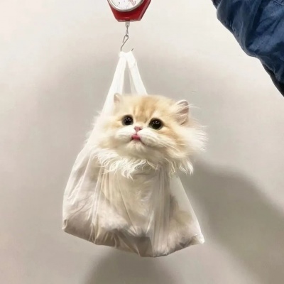 搞怪可爱小猫头像