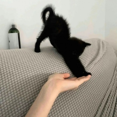 可爱猫咪修勾头像