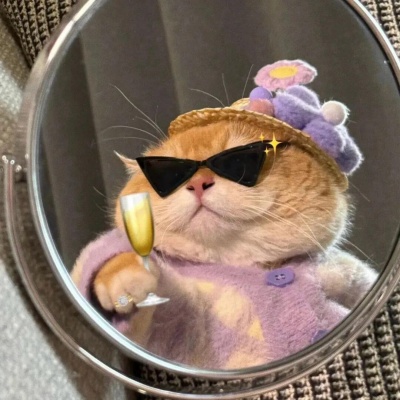 2026超火微信可爱猫猫头像