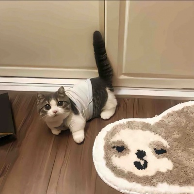 可爱猫咪修勾头像