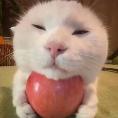 2026热门猫猫头像