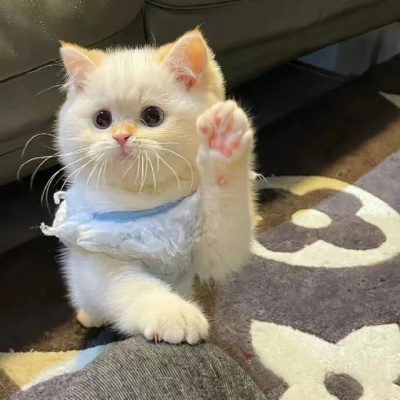 搞怪可爱小猫头像
