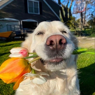 2026年适合做头像的萌宠图片