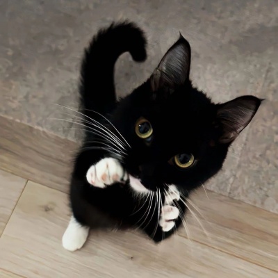 搞怪可爱小猫头像