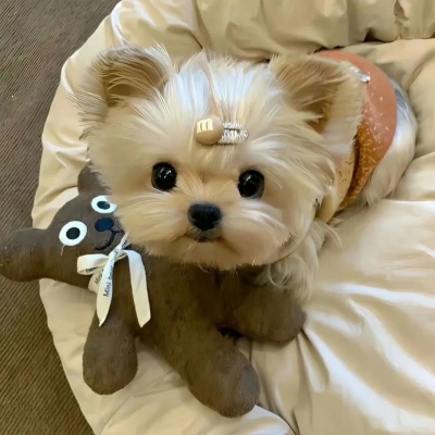 治愈系萌宠头像