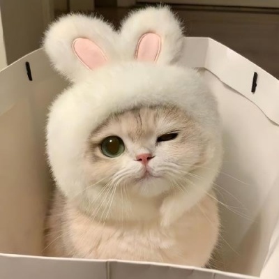 2026热门猫猫头像