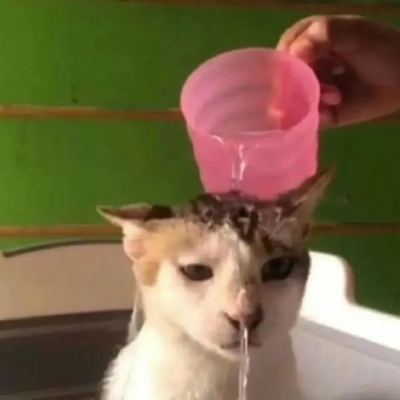 可爱猫咪修勾头像