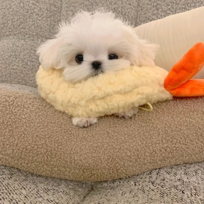 超萌猫猫狗狗头像