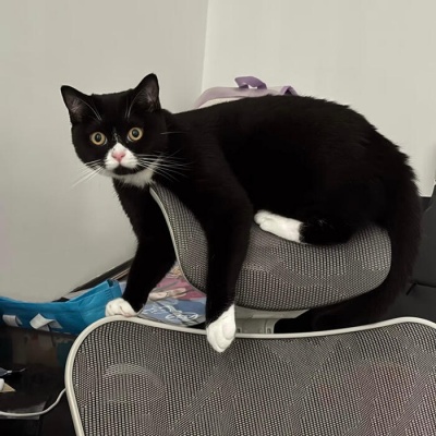 2026超火微信可爱猫猫头像