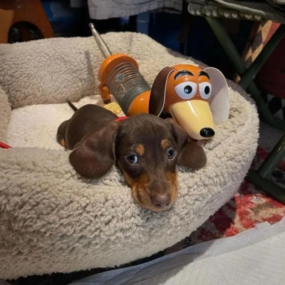 超萌猫猫狗狗头像