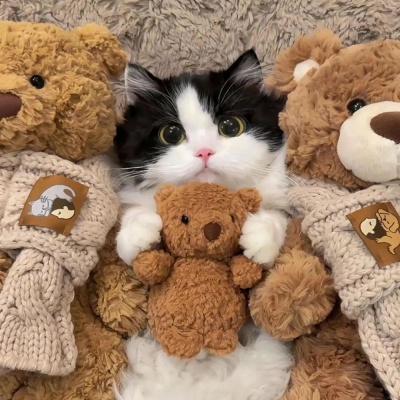 超萌猫猫狗狗头像