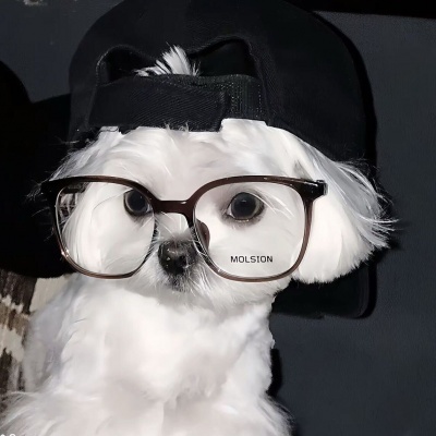 2026年适合做头像的萌宠图片