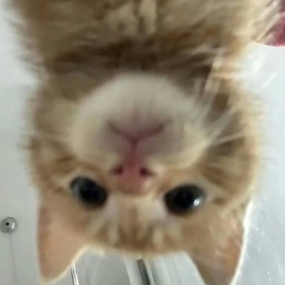 2026热门猫猫头像
