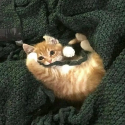 超可爱搞怪小猫头像