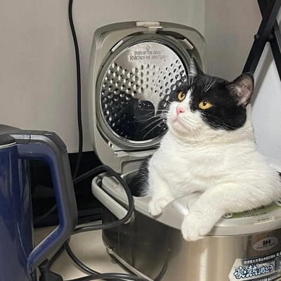 2026超火微信可爱猫猫头像