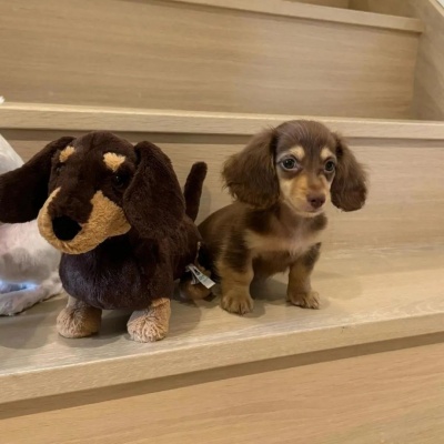 超萌猫猫狗狗头像