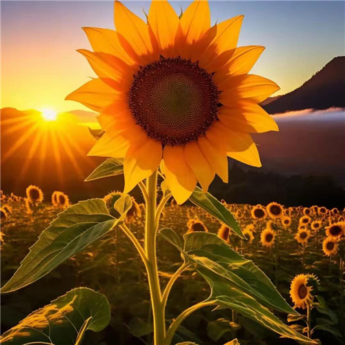 2026微信头像最吉利好运图片