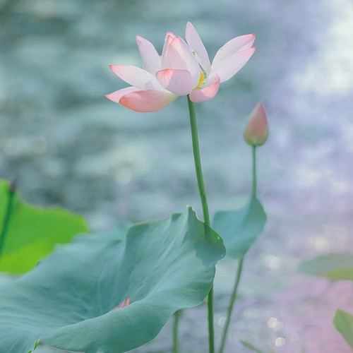 2026微信头像最新版本