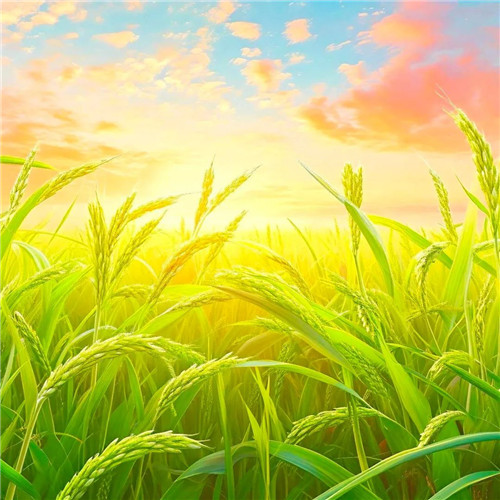 2026微信头像带来好运气的图片女