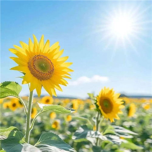 2026微信头像带来好运气的图片女