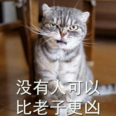 超可爱猫咪带字高清头像