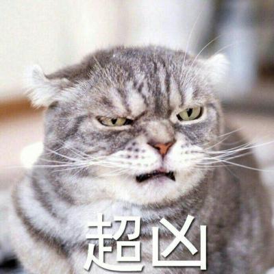 超可爱猫咪带字高清头像