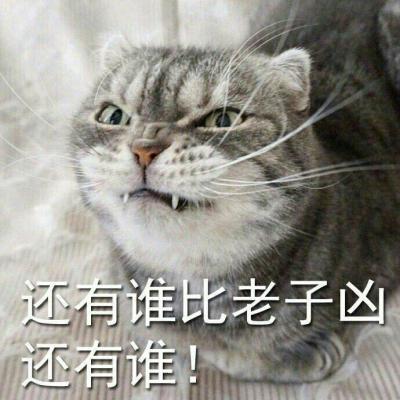 超可爱猫咪带字高清头像