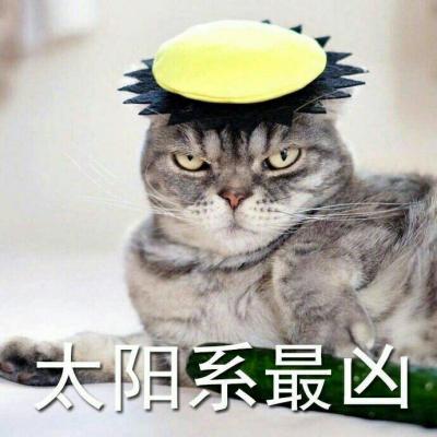 超可爱猫咪带字高清头像