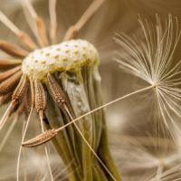 微信清新蒲公英头像