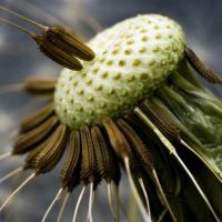 微信清新蒲公英头像