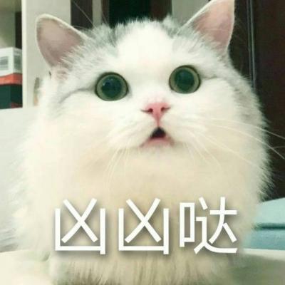 超可爱猫咪带字高清头像